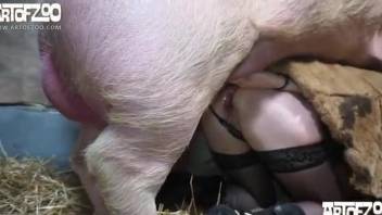 Black stockings babe getting fucked by a twisted pig