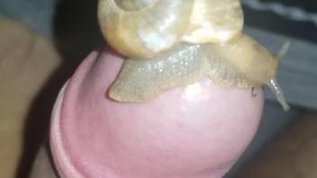 Dude's uncut cock pleasure by a sexy snail here