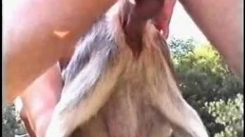 Horny zoophile couple is having a threesome with a goat