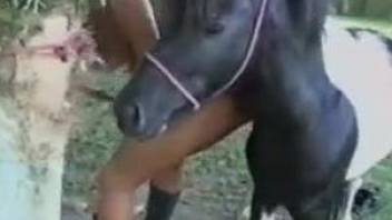 Latina gets her pussy drilled by a kinky stallion