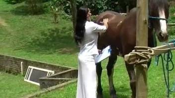 Latina nurse examines a stallion's genitalia