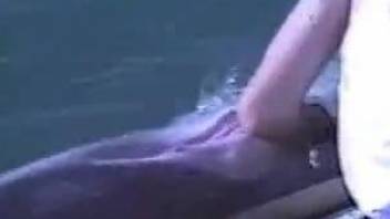 Dude sneakily pleasuring a very sexy dolphin