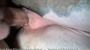 Man cock fills out tight horse anus in the close-up angle