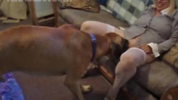 Sweet trained labrador and masked blondie have impressive doggy style sex