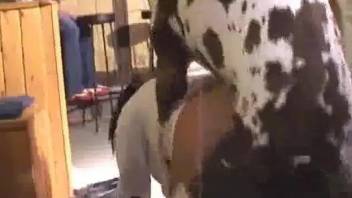 Live bestiality performance from a brunette babe